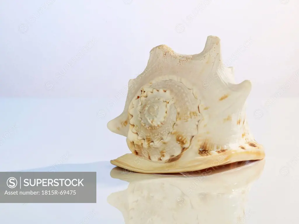 Close up of sea snail shell on white background