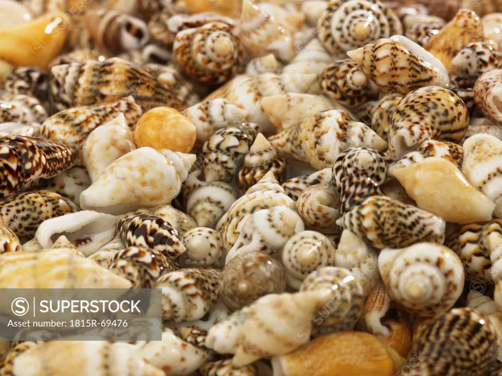 Variety of shells, full frame