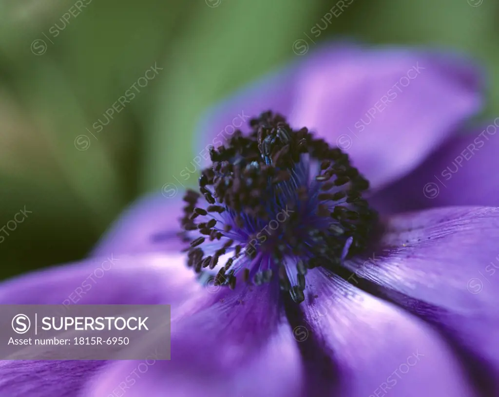 Blue anemone, extreme close up