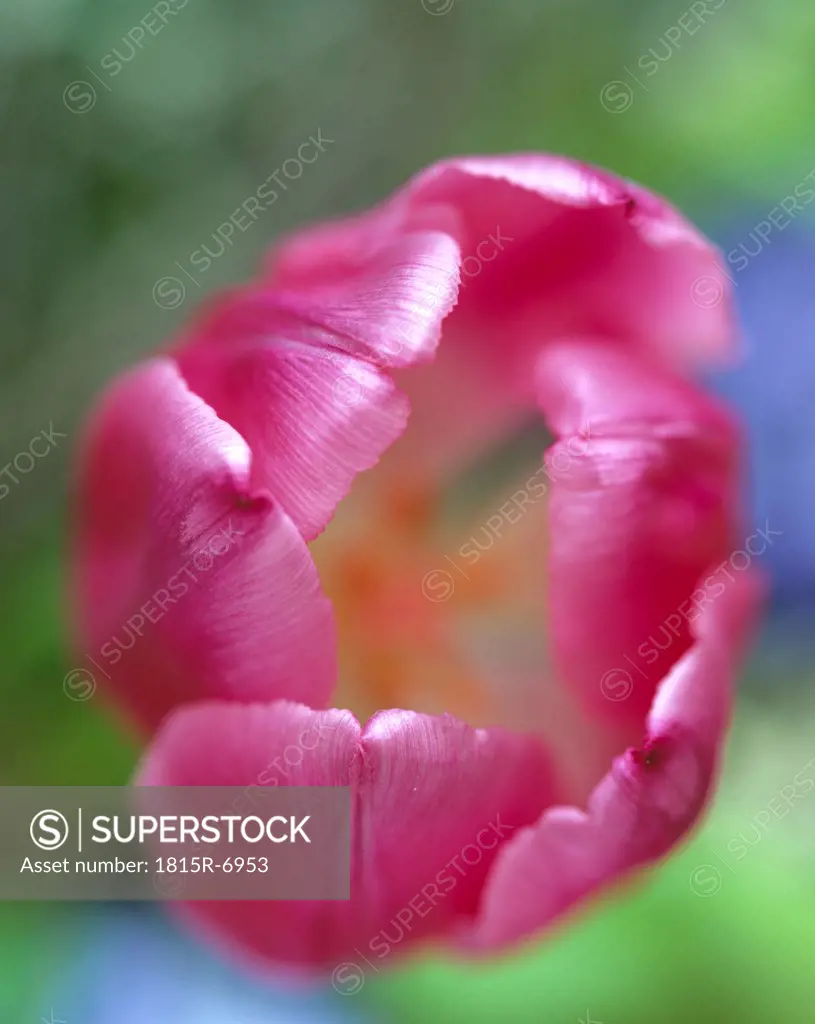 Pink tulip, close up