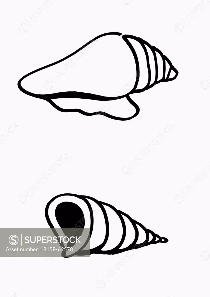 Seashells against white background, Close up