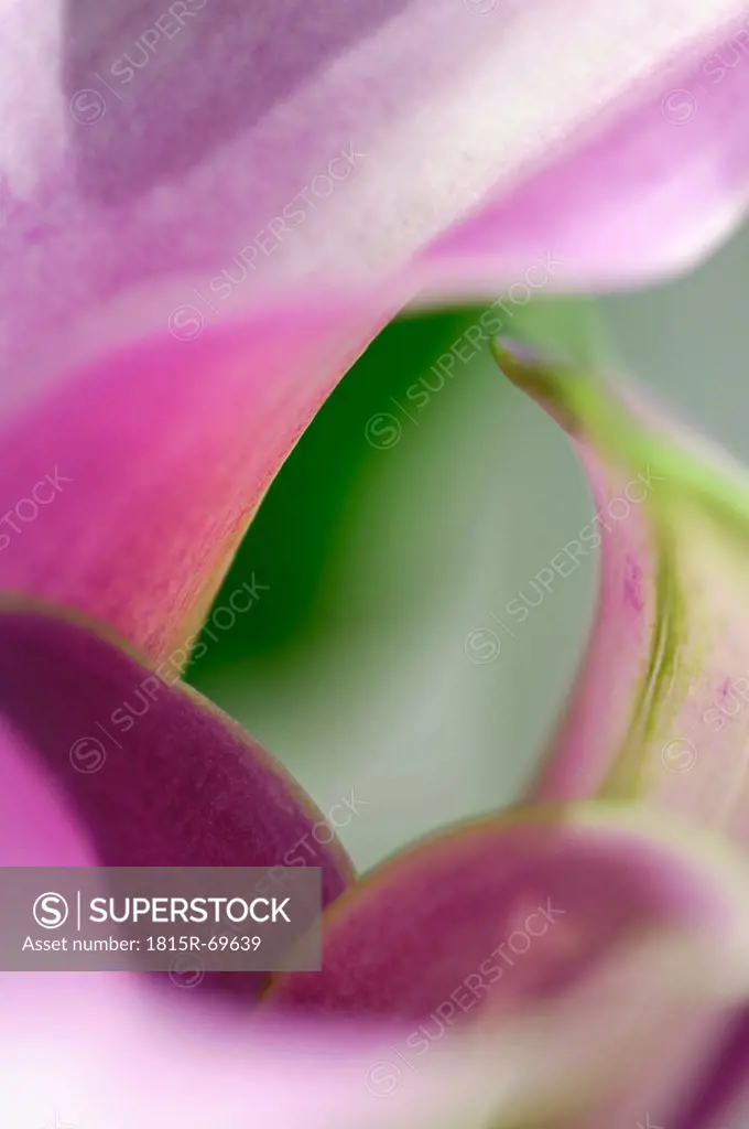 Close up of calla lily flower