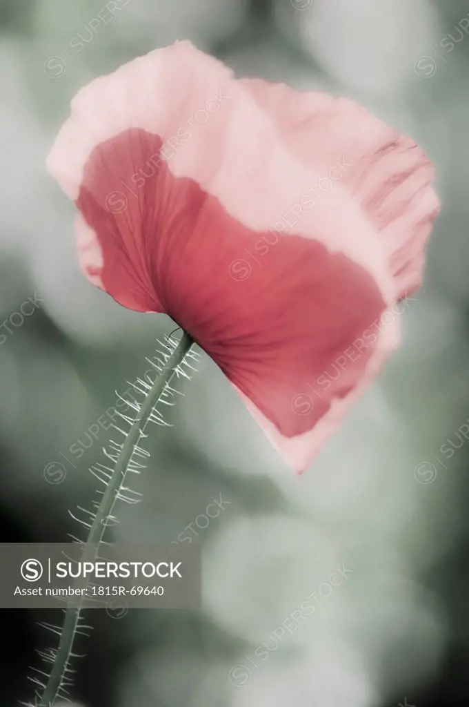 Close up of iceland poppy flower