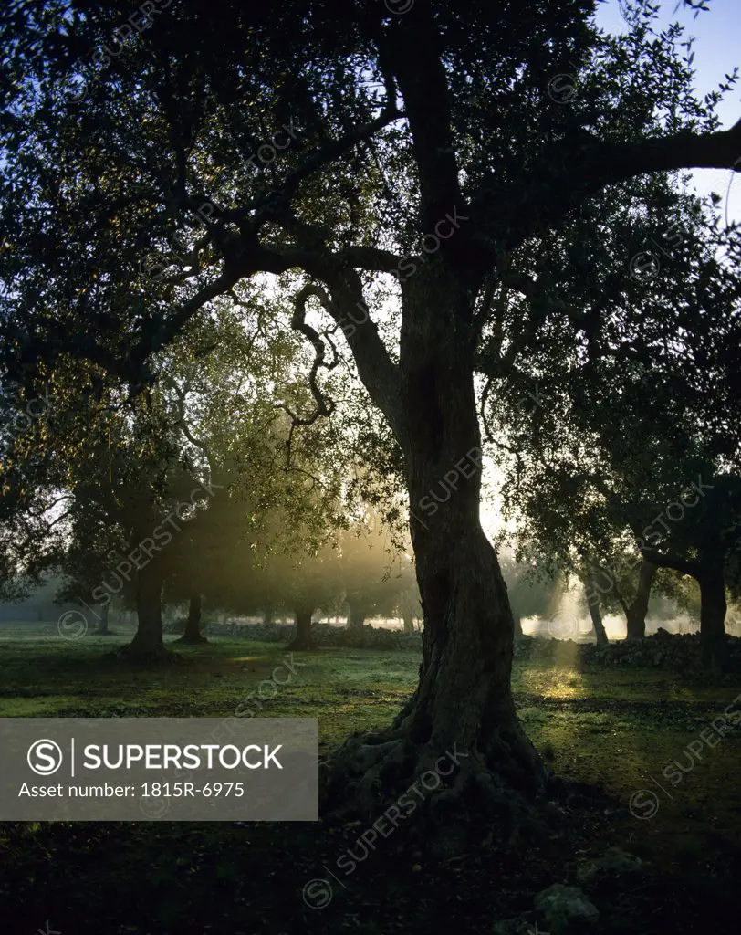 Italy, Olive tree in morning
