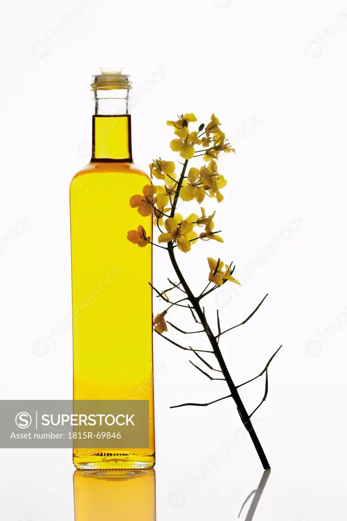 Rapeseed oil in bottle with rape blossom on white background