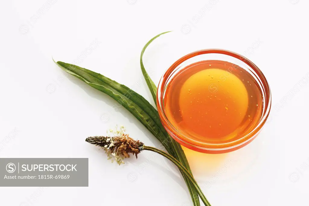 Ribwort plantain with honey in bowl on white background