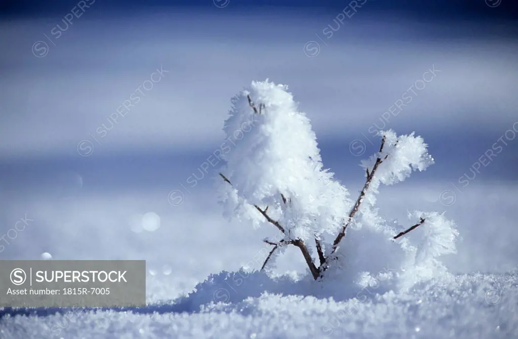 Twig with snow, close-up