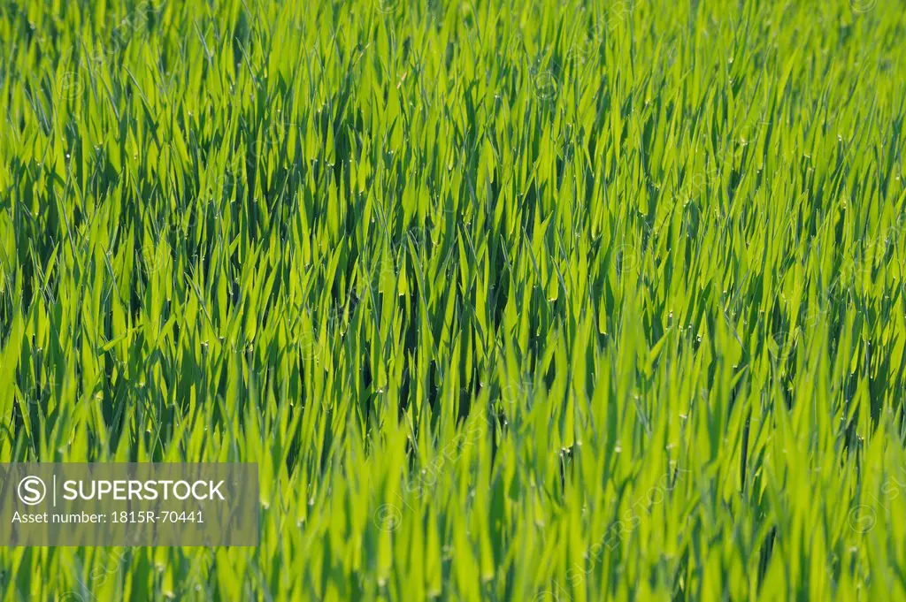 Switzerland, Wheat field, close up