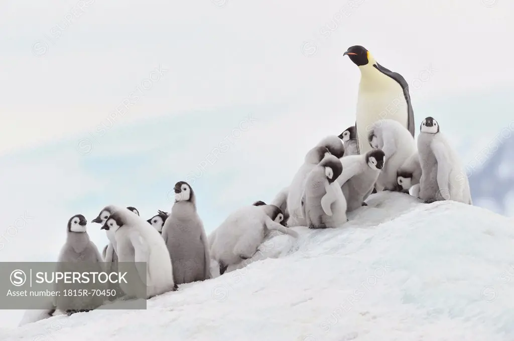 Antarctica, View of emperor penguin in group
