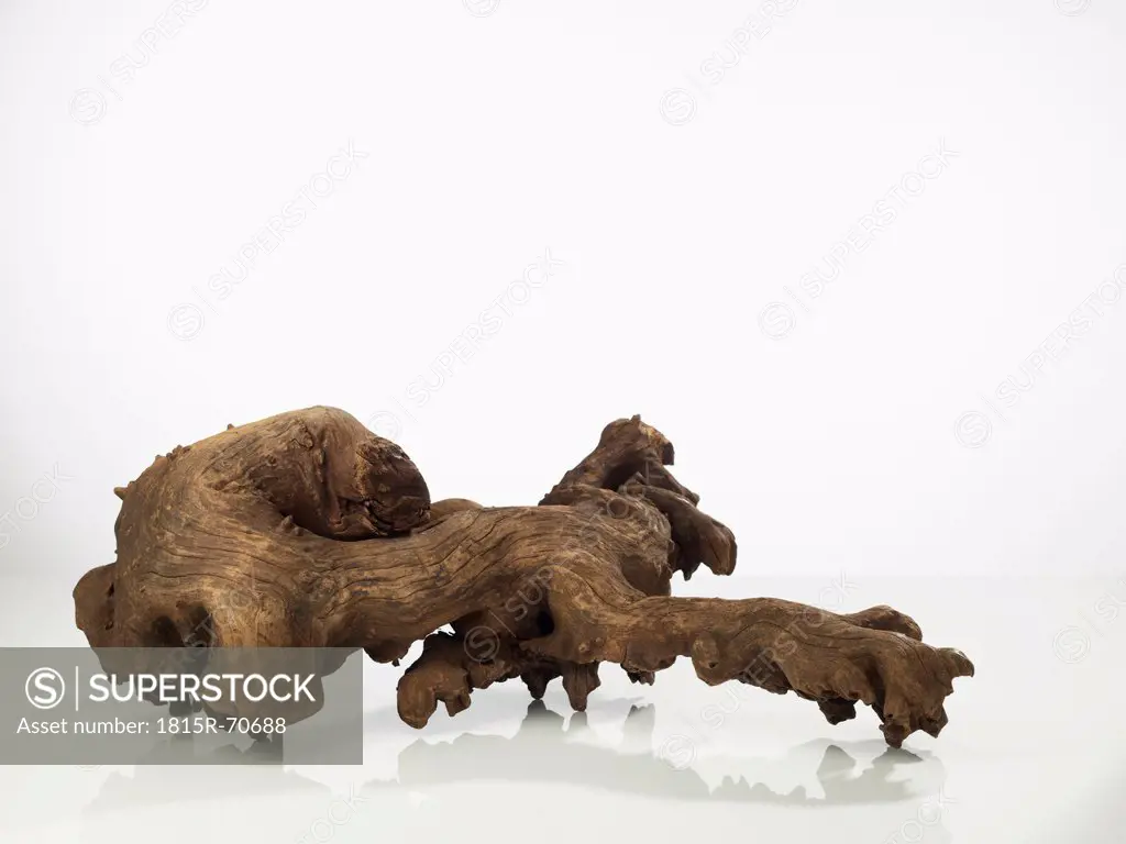Tree root on white background