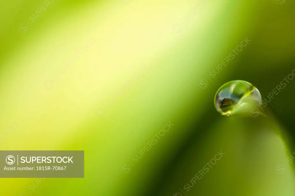 Close up of grass with water drop