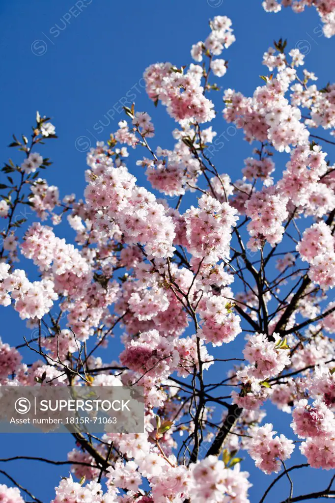 Germany, Japanese cherry tree