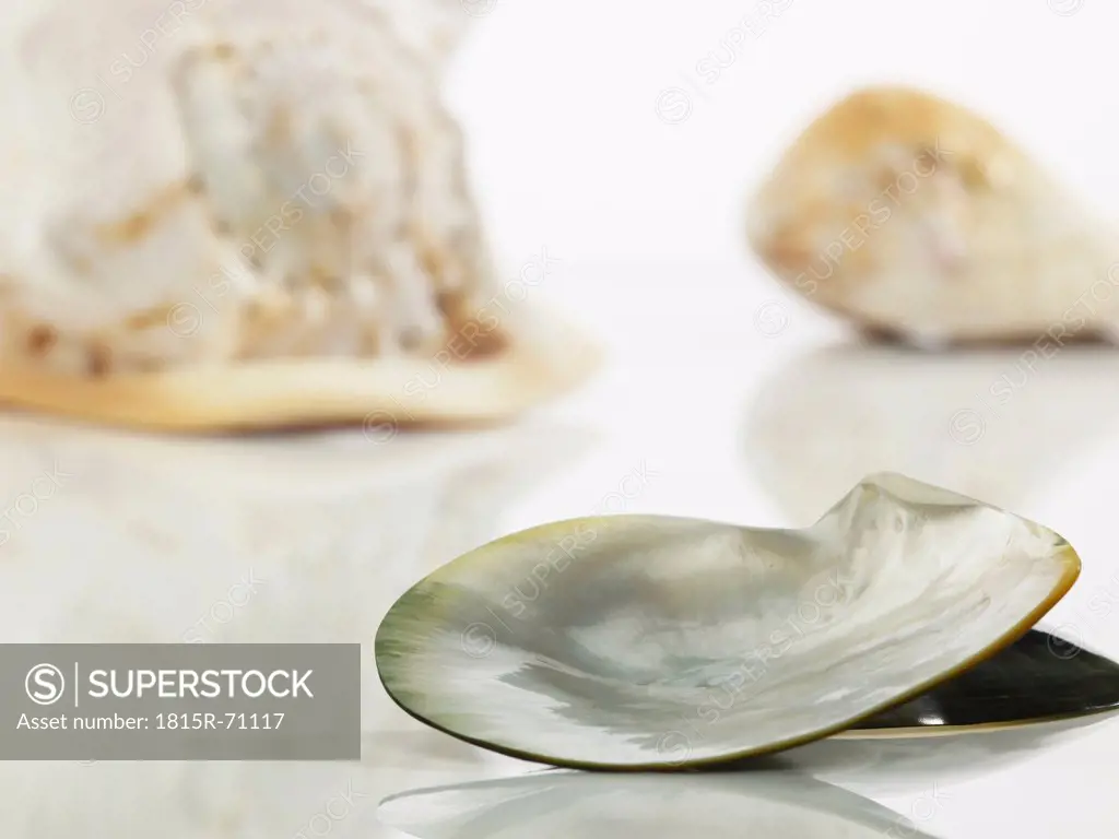 Close up of Mussel on white background