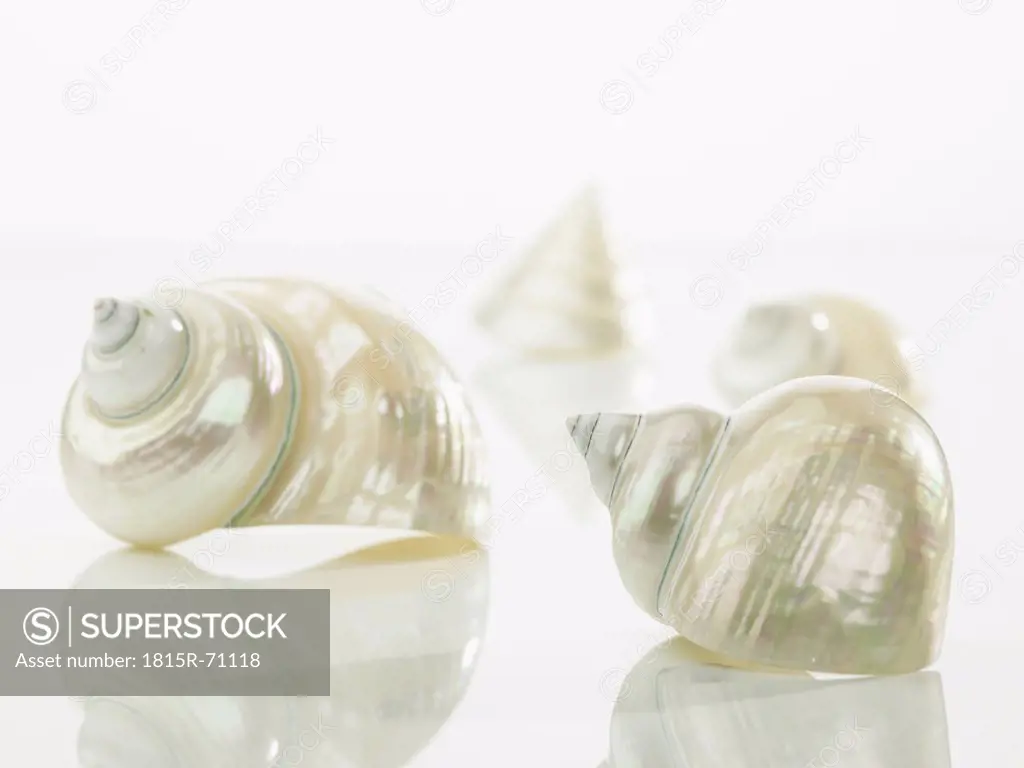 Close up of sea snail shell on white background