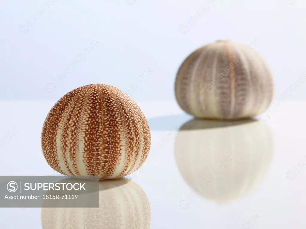 Sea urchin skeleton on white background