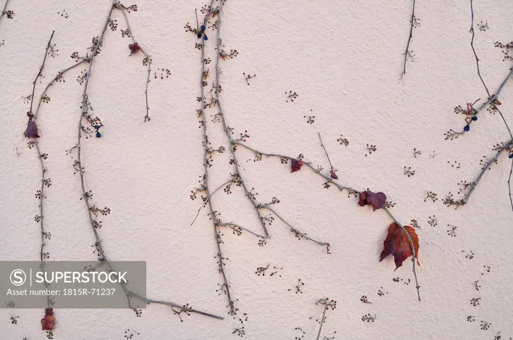 Germany, Munich, Grape vine growing on wall
