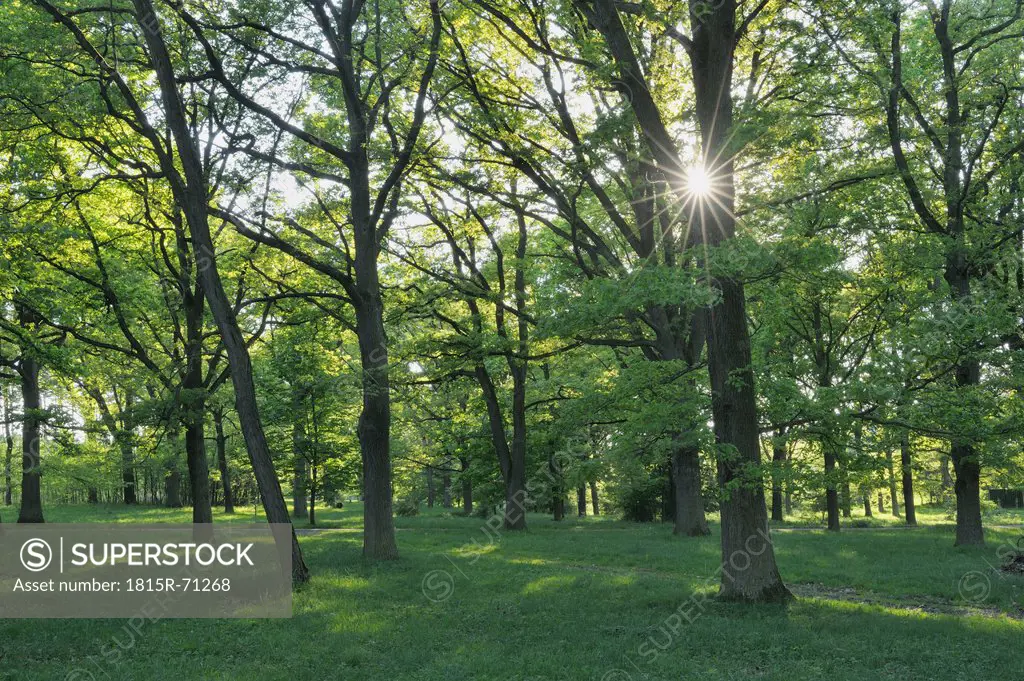 Germany, Bavaria, Sun shining through decidious trees in forest