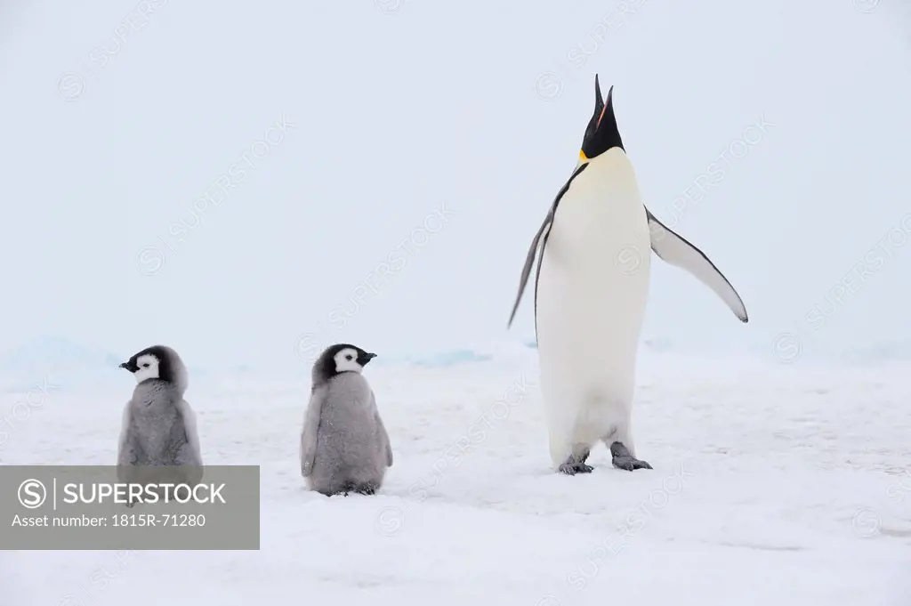 Antarctica, View of Emperor penguin with chicks