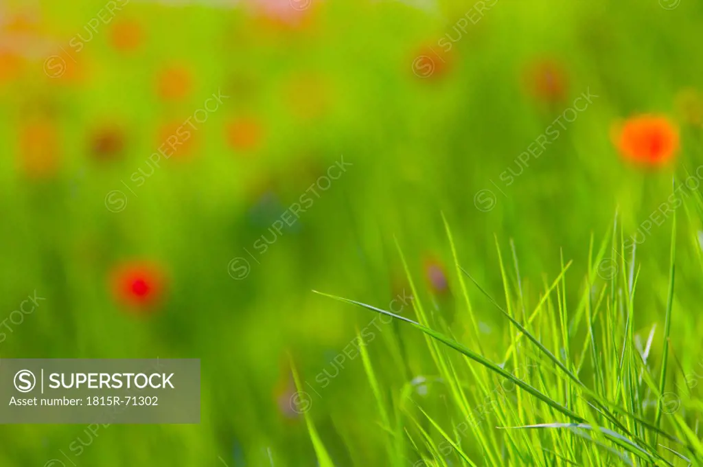 Germany, Bodensee, Close up of meadow with corn poppy in background