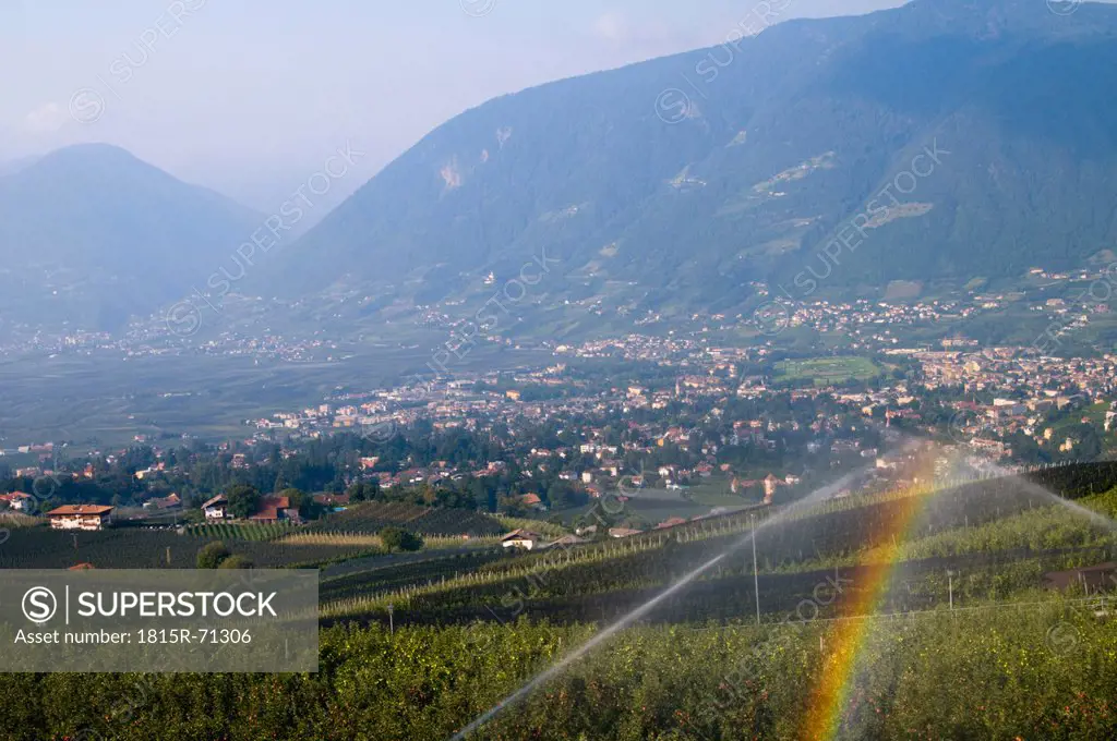Italy, South Tyrol, Vinschgau, View of apple field with village