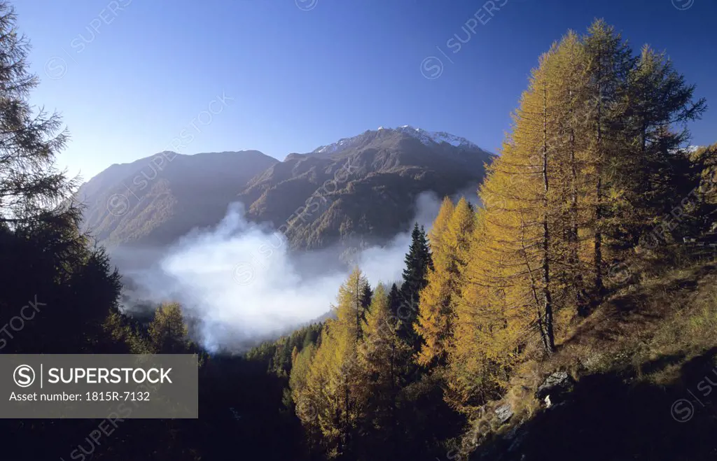 Austria, Hohe Tauern National Park, Larches forest