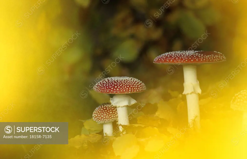 Fly agaric mushrooms (Amanita muscaria) in autumn foliage