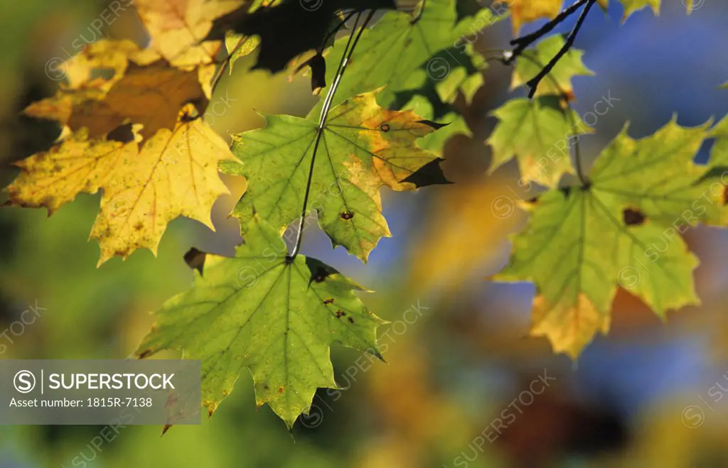 Maple leaf at autumn, close up
