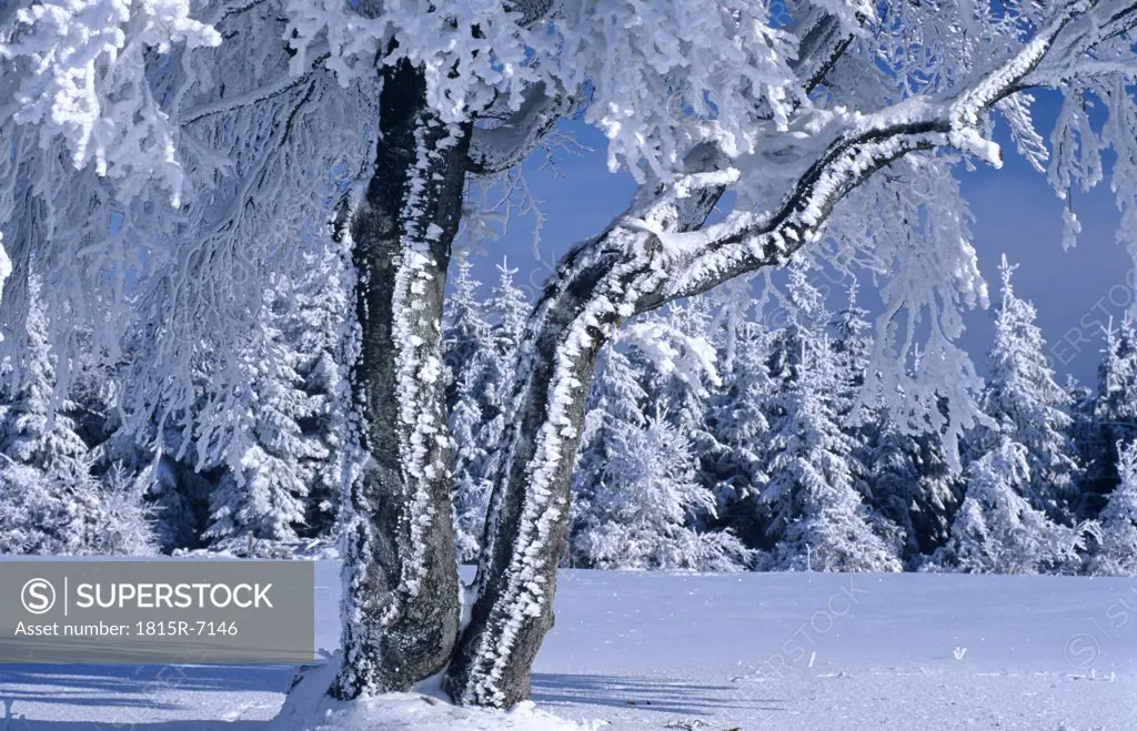 Germany, Black forest, snow-covered trees