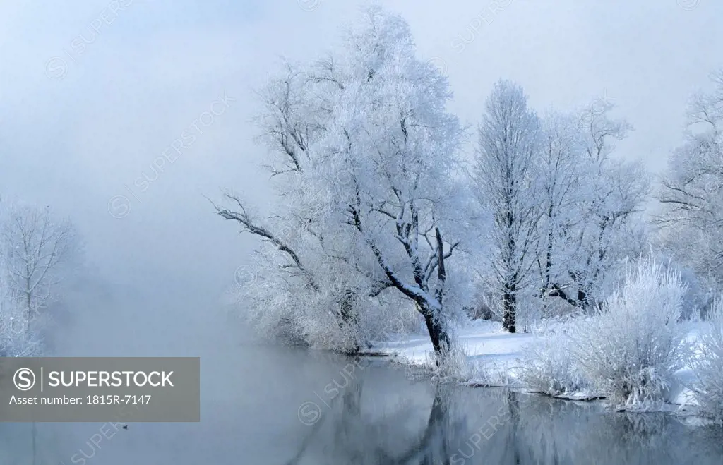 Germany, Bavaria, Amper river, snow-covered tree