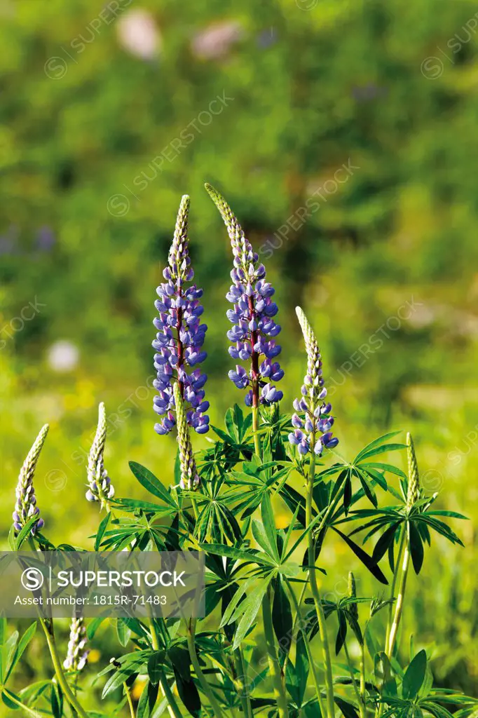Austria, Tyrol, Kaunertal, Lupines flower