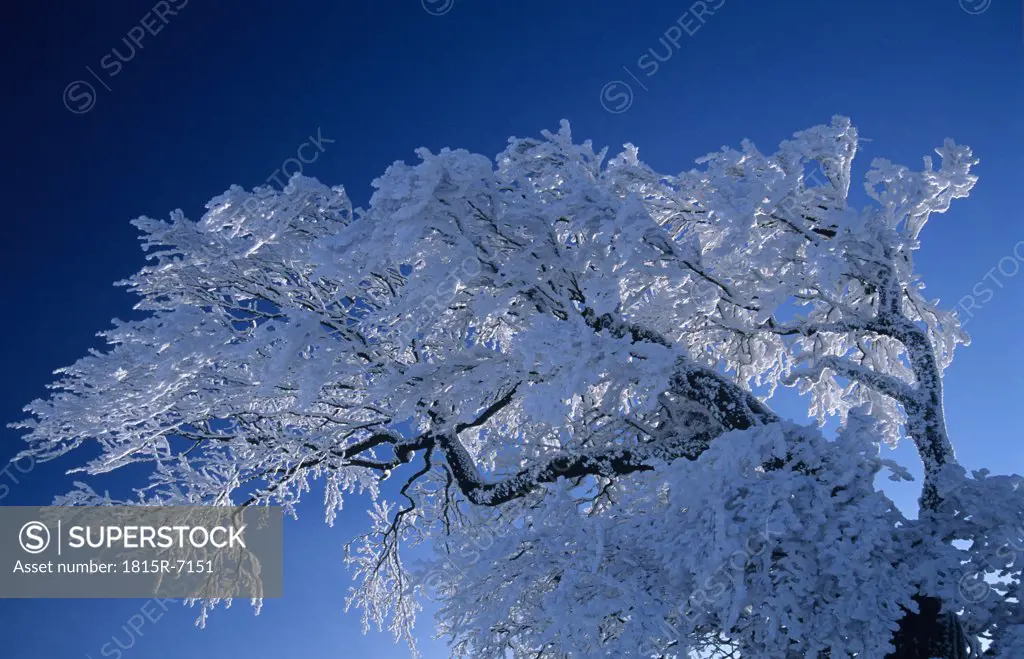 Germany, Black forest, snow-covered tree, low angle view