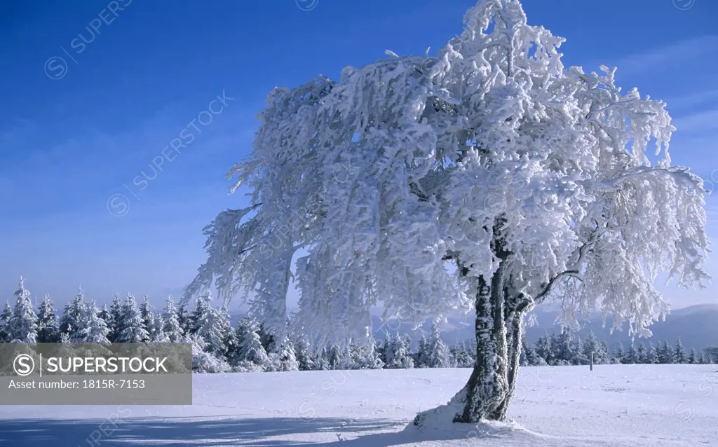 Germany, Black Forest, Snow-covered tree in forest