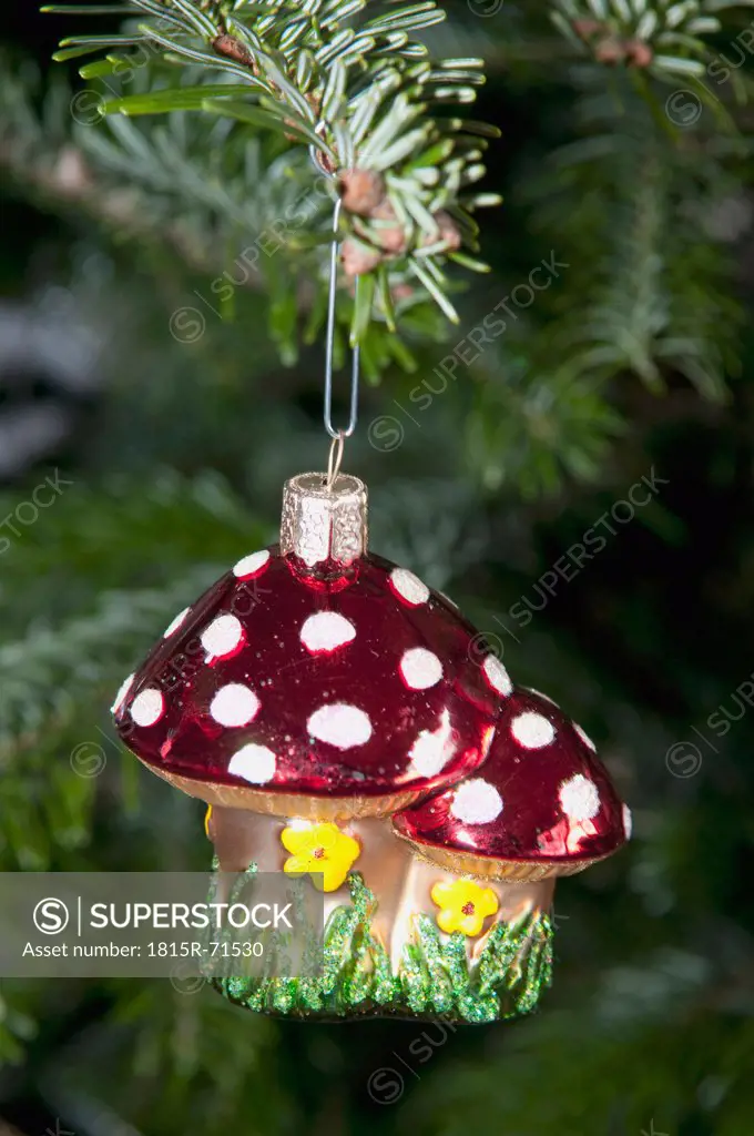 Fly agaric hanging from branch.
