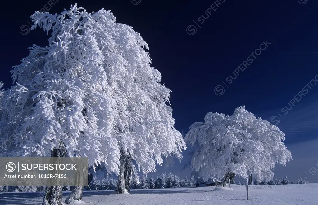 Germany, Black forest, snow-covered tree in forest