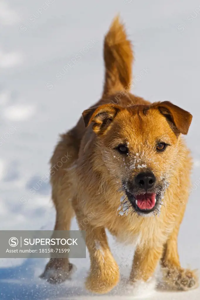 Germany, Bavaria, Parson jack russel dog running in snow