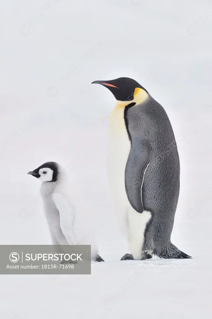 Antarctica, View of emperor penguin with young penguin