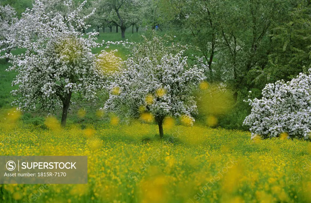 Cherry blossom trees in meadow