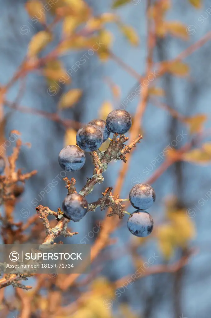 Germany, Nennslingen, Close up of sloes on limb