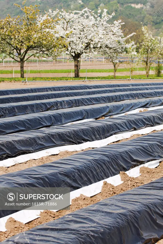 Germany, Asparagus field covered with plastic tarpaulin