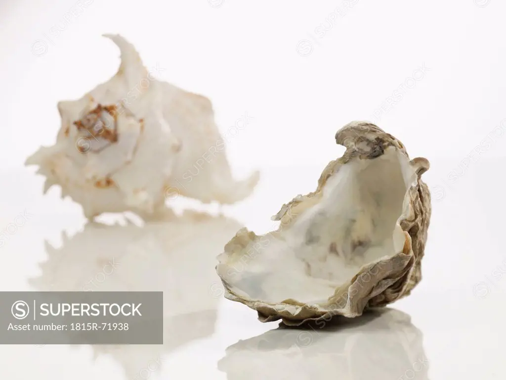 Close up of oyster shell on white background