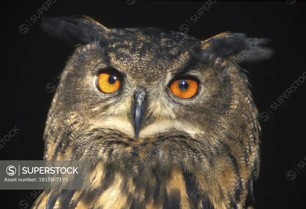 eagle owl, Bubu bubu