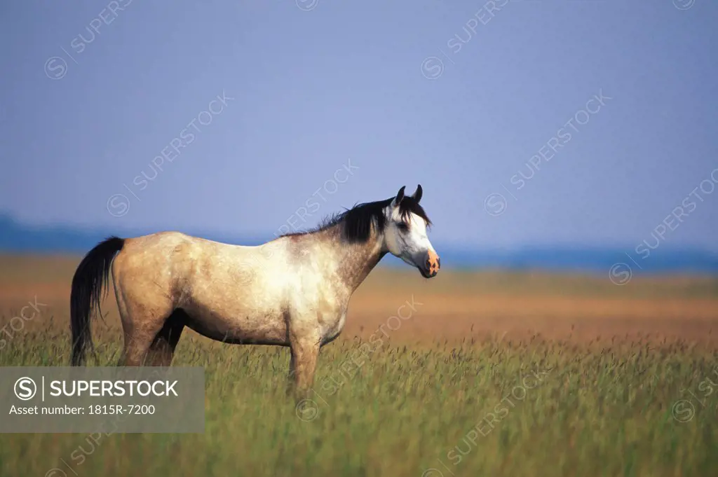 Nonius horse