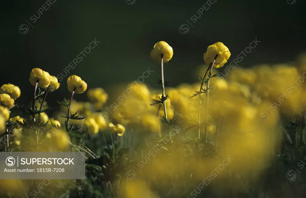 globeflowers, Trollius europaeus