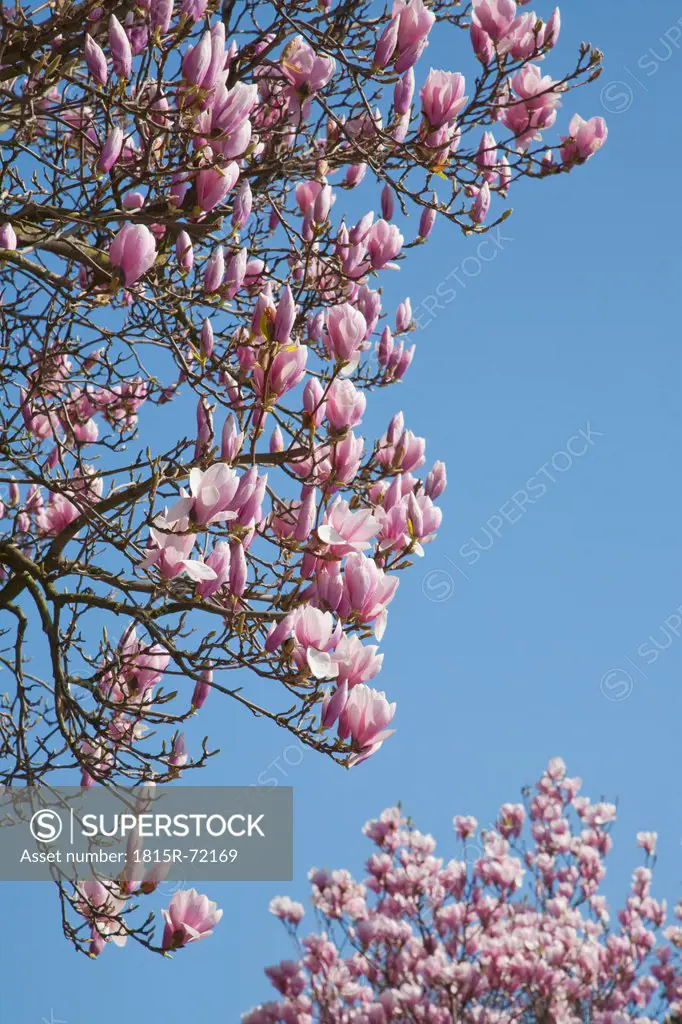 Germany, Magnolia blossoms against sky