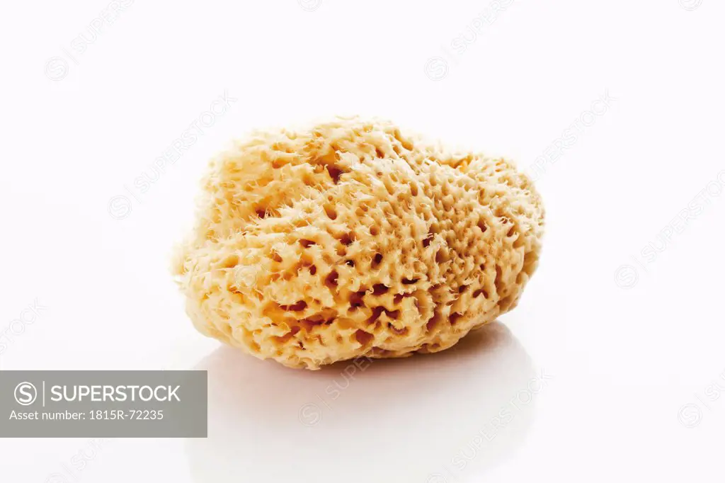 Natural sponge on white background