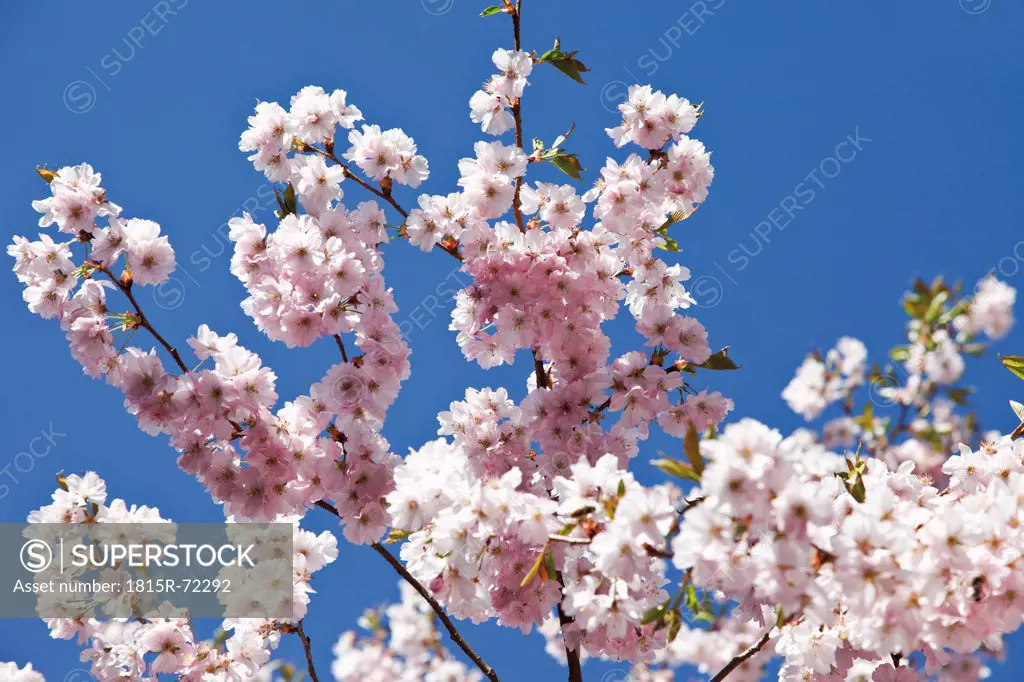 Germany, Japanese cherry tree