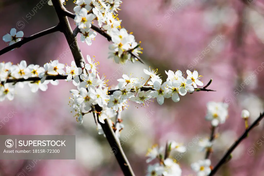 Germany, Flowering whitethorn