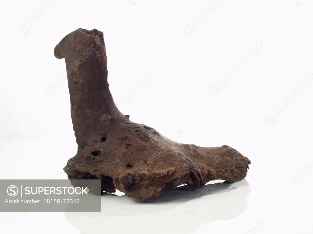 Tree root on white background