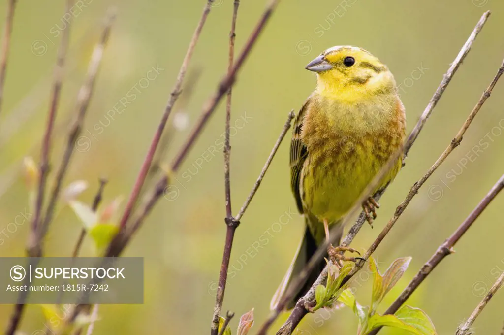 Yellowhammer on branch, close-up