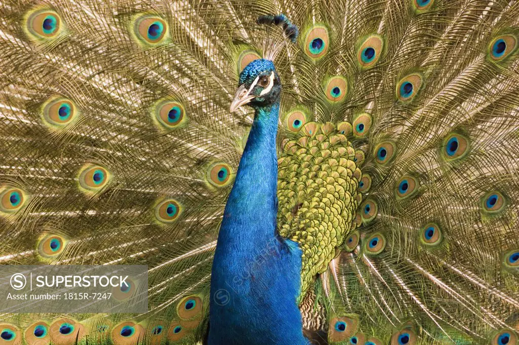 Peacock (Pavo cristatus) displaying feathers, close up